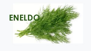 Eneldo
