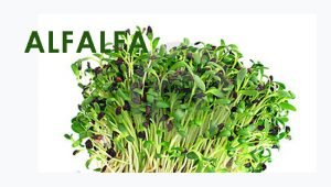 Alfalfa